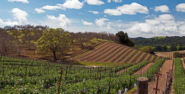 rolling paso robles wine country vigneti in nuvole - san luis obispo county california hill valley foto e immagini stock