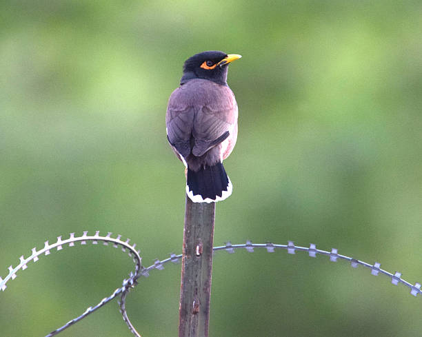 istock Bird on a Wire in Afghanistan (Common Myna) 470970584