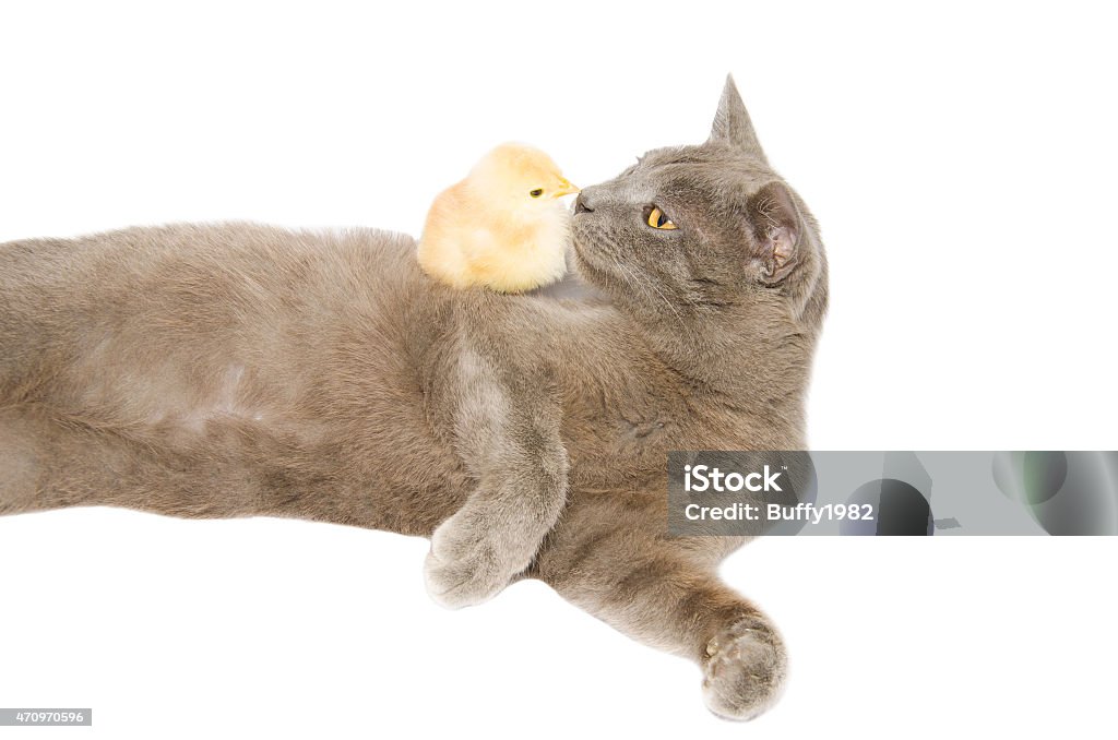 The kiss Studio portrait of baby chick kissing a cat 2015 Stock Photo