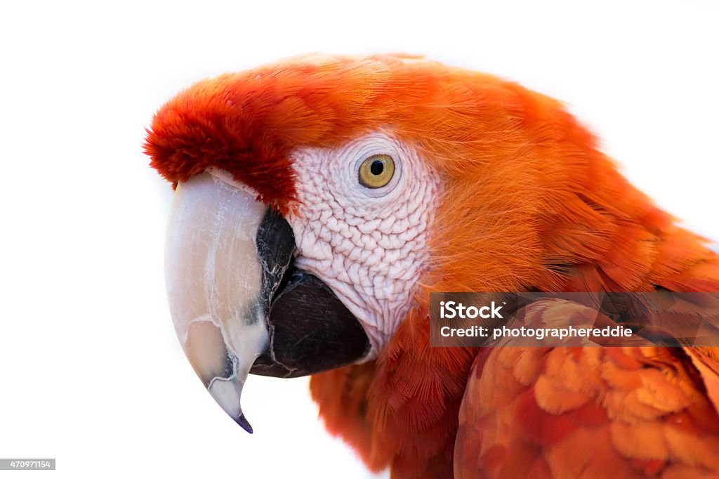 Red McCaw White Backround Isolation Photograph of a red mccaw looking as if thinking about something.  The background is white like a studio taken image. Beautiful People Stock Photo