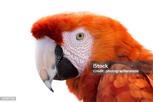 Red Mccaw White Backround Isolation Stock Photo - Download Image Now - Beautiful People, Beauty, Bird
