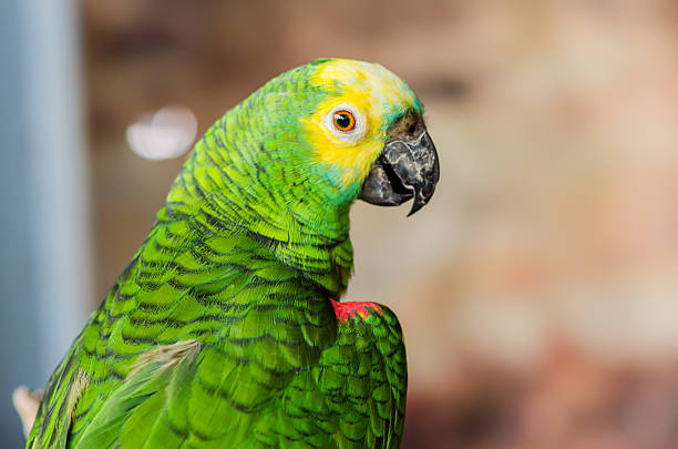 istock Closeup of green parrot. 470971294