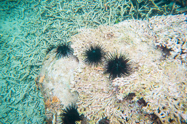 istock Underwater seabed with long spined sea urchin 470971340