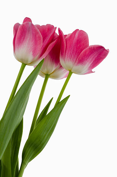 istock pink tulips flower isolated 470971457