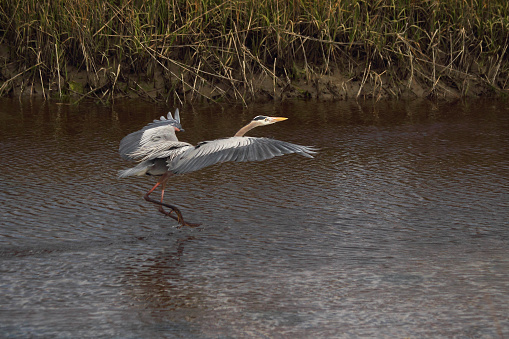 A Great blue heron comes in for a landing in a coastal salt marsh.