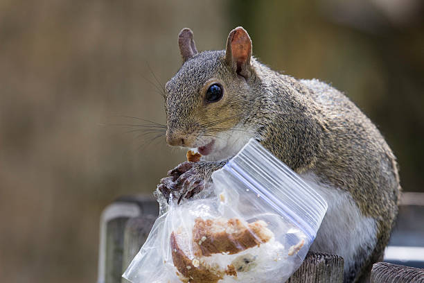 Squirrel Stealing Food stock photo