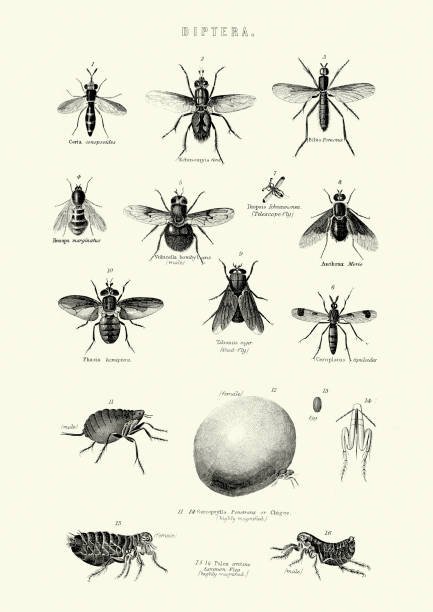 illustrazioni stock, clip art, cartoni animati e icone di tendenza di insetti-diptera-vola - engraved image fly antique housefly