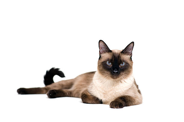 Siamese cat Purebred cute siamese cat lying studio shot siamese cat stock pictures, royalty-free photos & images