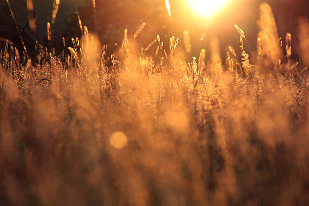 istock Flowering grass field during golden sunset 470972113