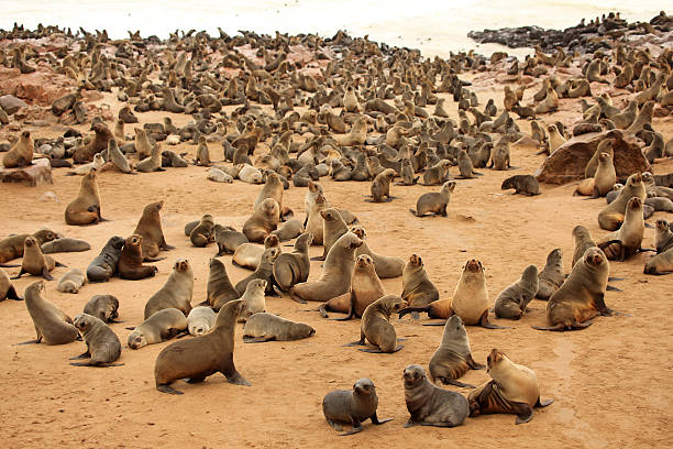 Thousands of wild seals live at the Cape Cross, Skeleton Coast, in Namibia. Cape Cross Seal Colony is the breeding place of the Cape Fur Seals, which are actually a species of Sea Lion.