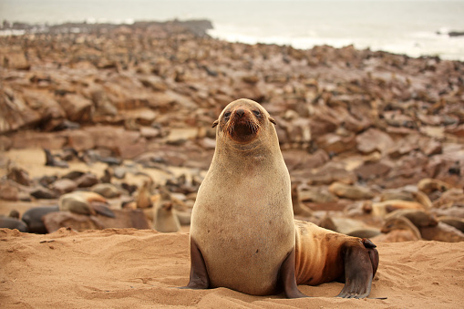 A single seal is looking at the camera as it is sitting on the beach at the Skeleton Coast in Namibia. Thousands of other wild seals who live at the Cape Cross Seal Colony can be seen on the beach and in the water in the background.