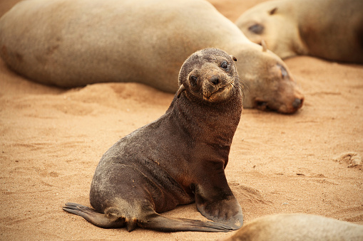 A single young wild seal is looking towards the camera as it is walking on the sandy beach at Cape Cross in Namibia. Two bigger seals are laying in the background, while the focus is on the baby animal in front.