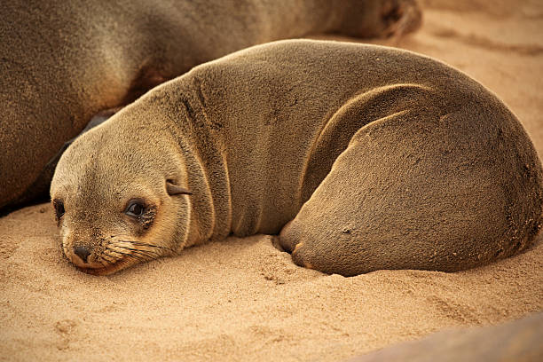 istock Seal Laying on the Beach at Cape Croos in Namibia 470972316