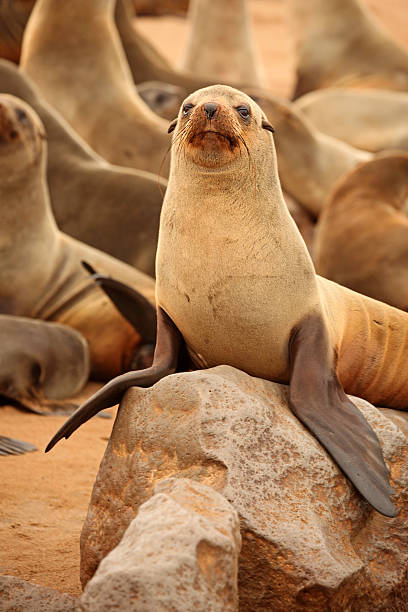 Cape Fur Seal is looking towards the camera as it is sitting on a stone on the beach at Cape Cross, Skeleton Coast in Namibia. The rest of the wild animals are blur in the background.