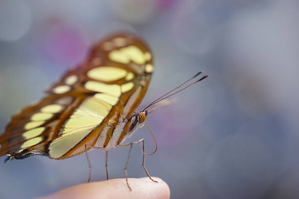 istock Yellow and brown butterfly on finger, bokeh light 470972512