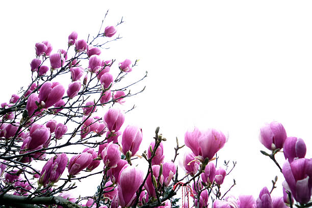 Magnolia flowers and sky background