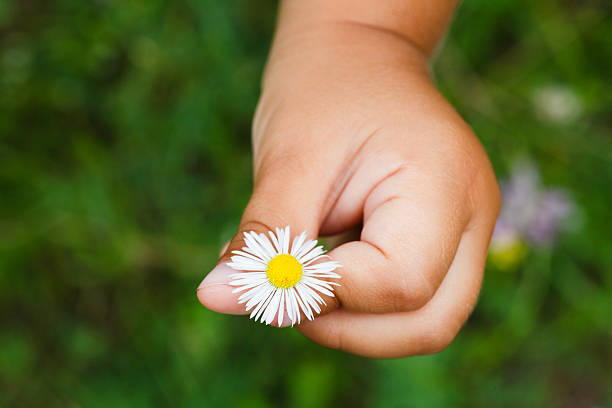 istock Camomile flowers in child hand 470972698