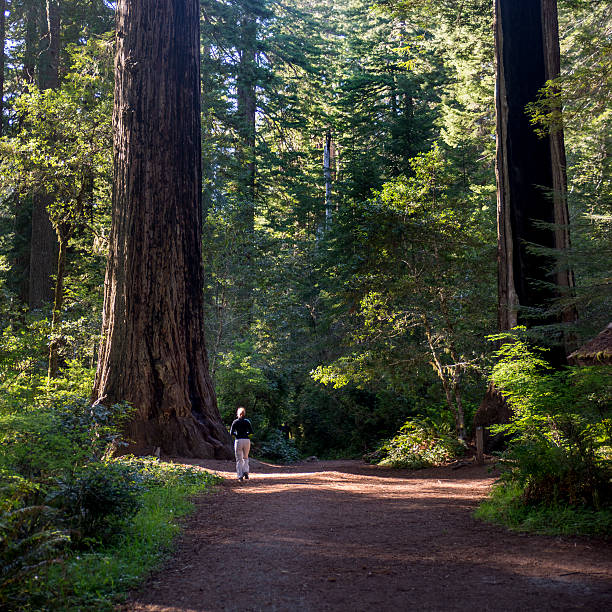 Woman Hiking in Redwoods stock photo