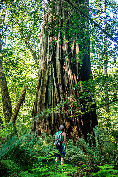 Man in the Redwood Forest stock photo
