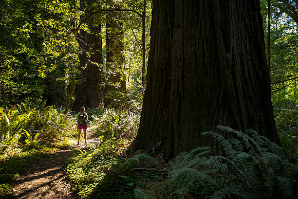 Woman at the Base of a Redwood Tree stock photo
