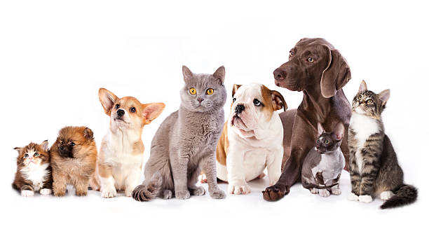 istock Group of cats and dogs 470974365