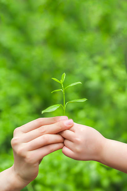 istock Two hands holding a small plant together 470975026