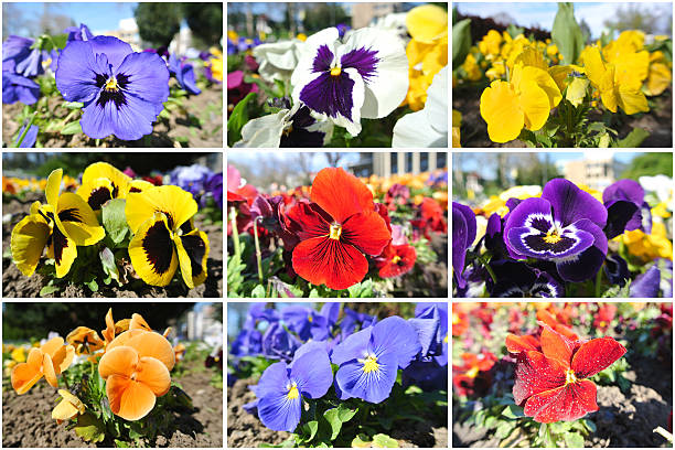 istock Colorful spring flowers photo collage 470975652