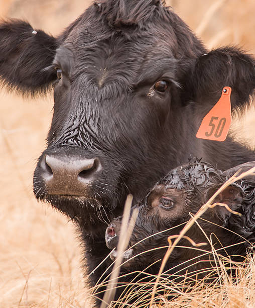 신생아 캘프 - calf newborn animal cattle farm 뉴스 사진 이미지