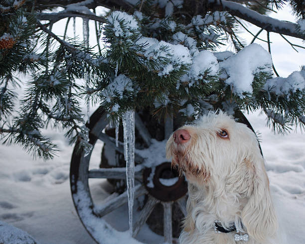 magnifique reata spinone, de l'italie. - italian spinone photos et images de collection