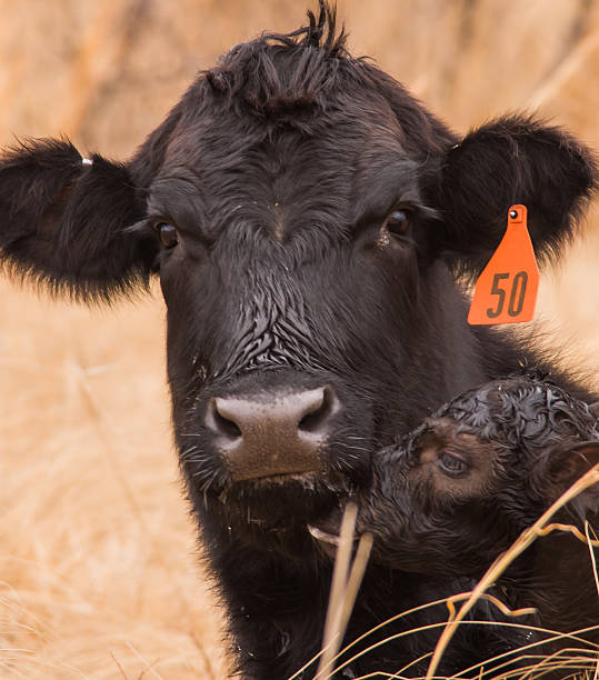 Newborn Calf stock photo