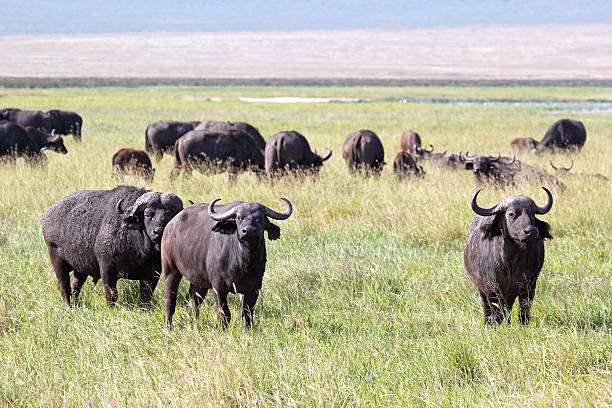 istock Herd of african buffalos 470977221
