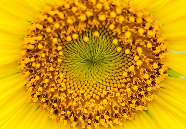 istock Sunflowers in Lopburi, Thailand 470977565