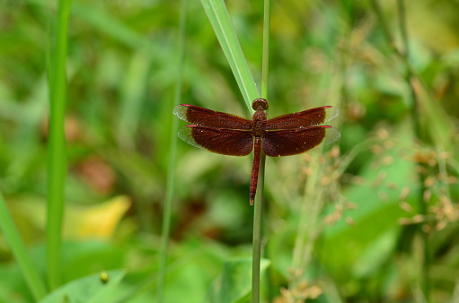 Fabricius Dragonfly, Thailand.