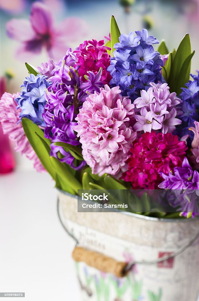 Multicolored hyacinths Group of beautiful multicolored hyacinths Flower Stock Photo