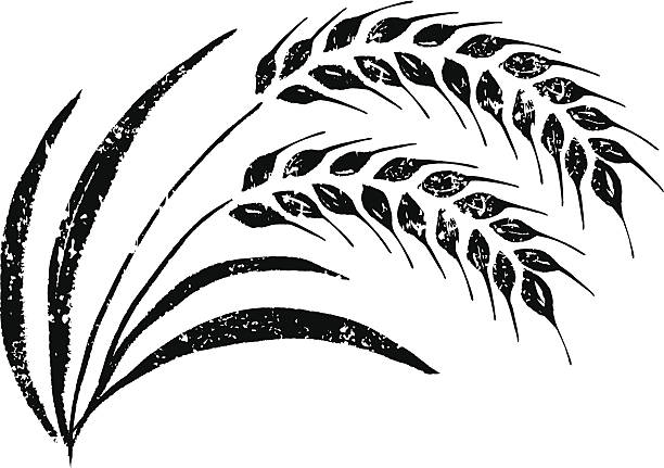 Rice Plant Vector Art Icons And Graphics For Free Download