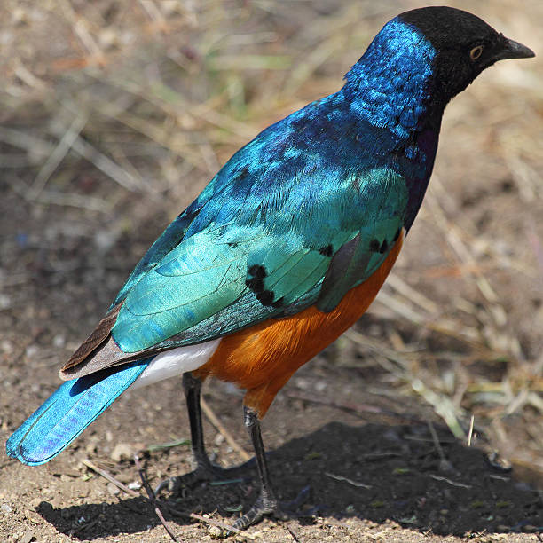 istock African bird, Superb starling, from behind 470979457