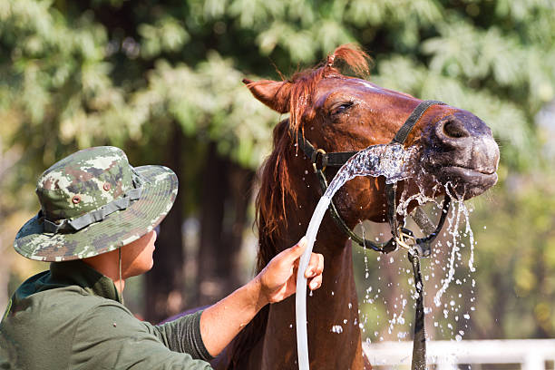 istock man Bathe horse with horse 470979895