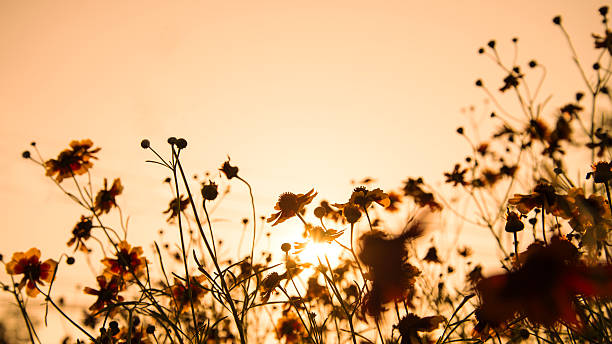 istock Flowers in the sunset 470982652