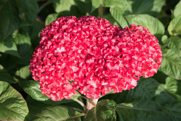 istock Cockscomb Flowers Chinese Wool Flower 470982944