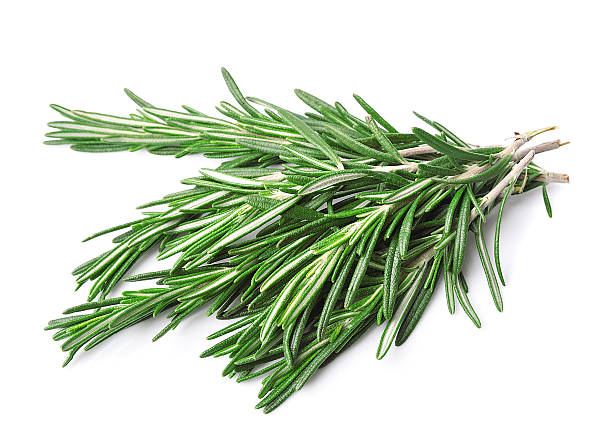 istock Twigs of rosemary 470984361
