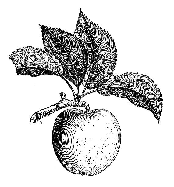 antyczne ilustracja przedstawiająca russet apple - tree book apple apple tree stock illustrations