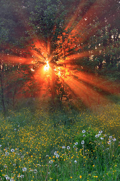 istock The sunrays pass through the fog 470984580