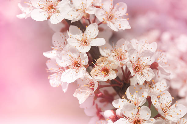 Rose Blütentraum stock photo