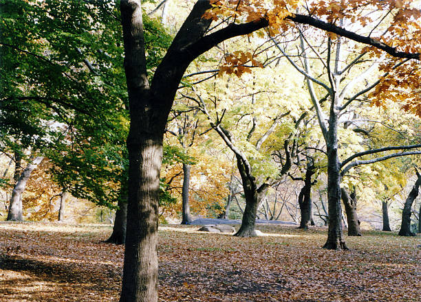 central park scenery NYC 5 stock photo