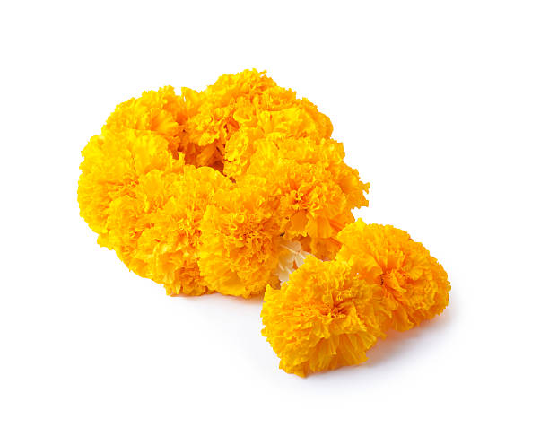istock Malai The flower in Thai Tradition Style 470985450