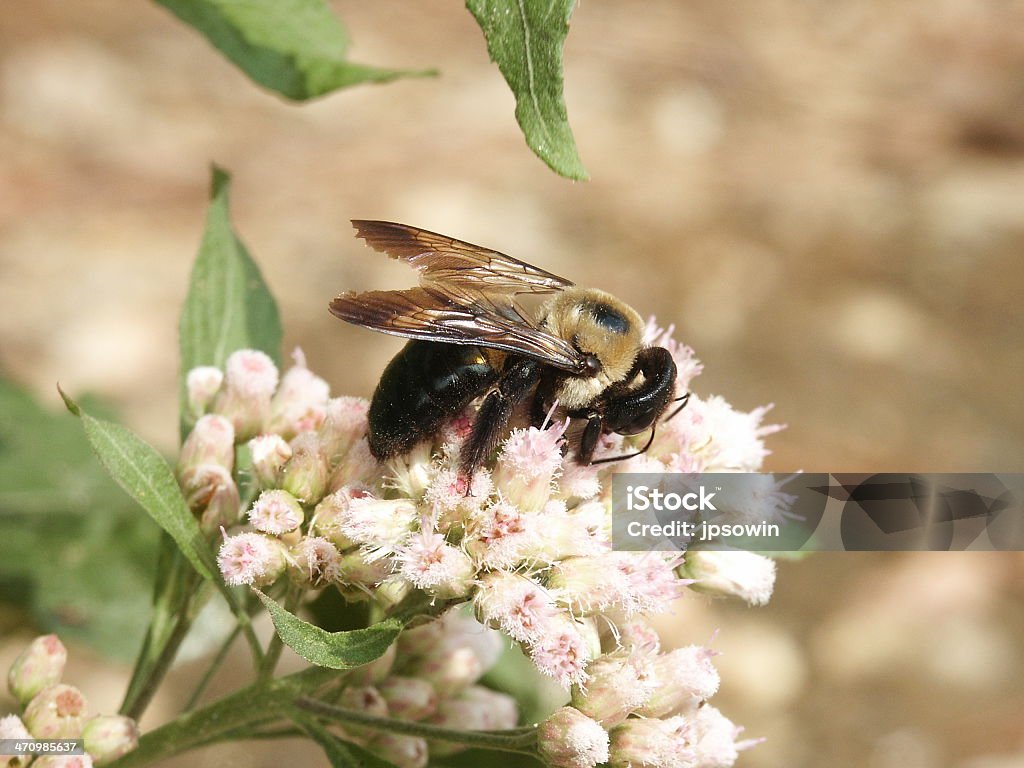 Abeille sur de petites fleurs - Photo de Abeille libre de droits