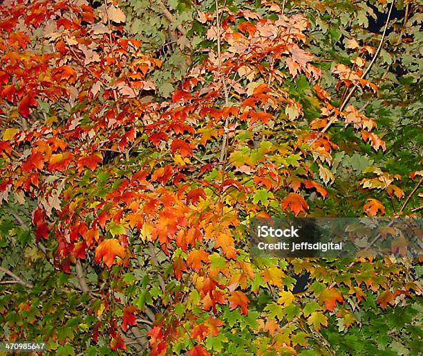 Leaves At Night Stock Photo - Download Image Now - Autumn, Horizontal, Leaf