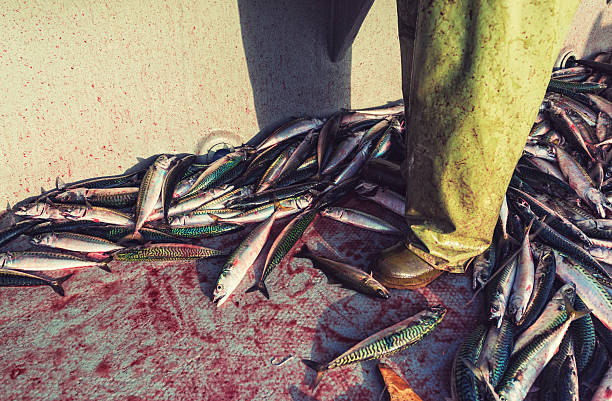 Fisherman Handlining for Mackerel A fisherman's rubber boots are surrounded by Mackerel during a morning of handlining. fish blood stock pictures, royalty-free photos & images