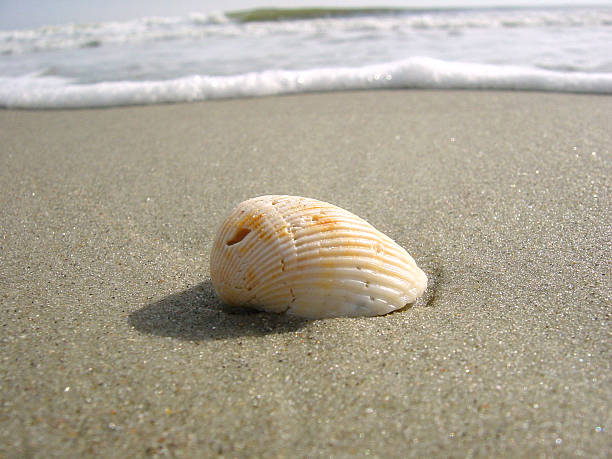 Conchiglia dalla spiaggia - foto stock