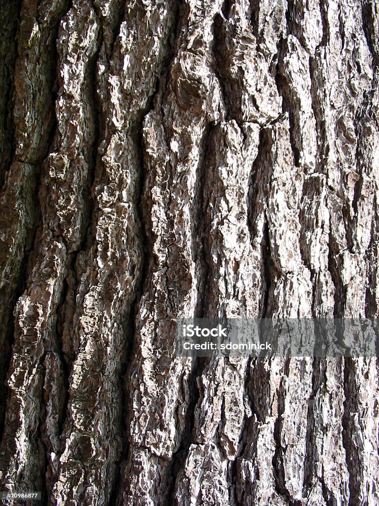 Макро Tree Bark - Стоковые фото Абстрактный роялти-фри